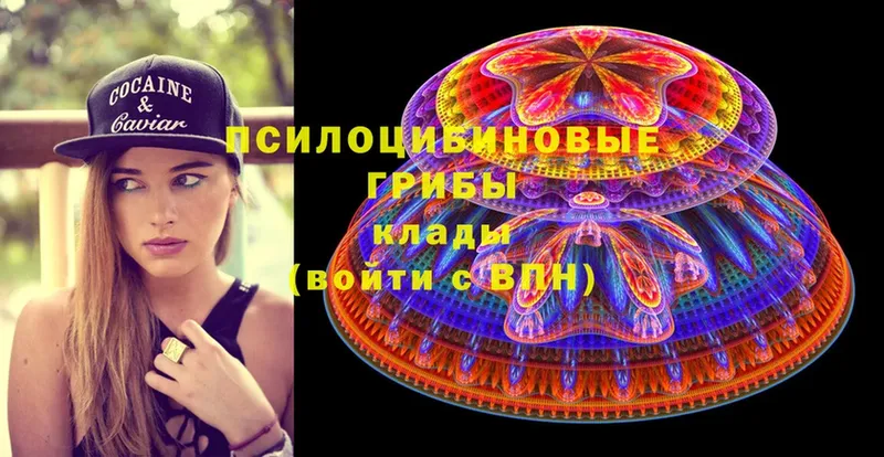 Псилоцибиновые грибы Psilocybine cubensis  Миллерово 